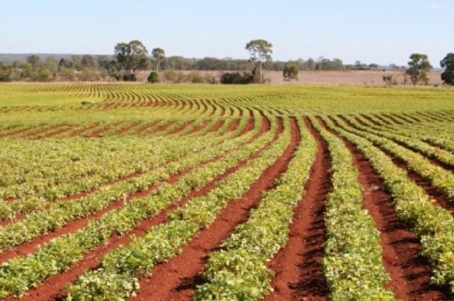 Agriculture and Horticulture